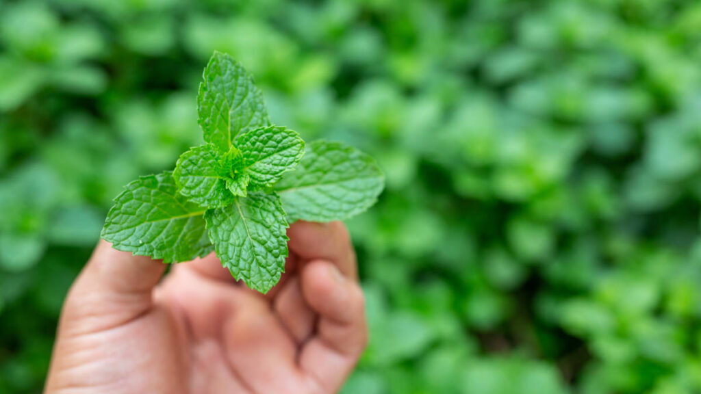 Cultivar menta es muy fácil.